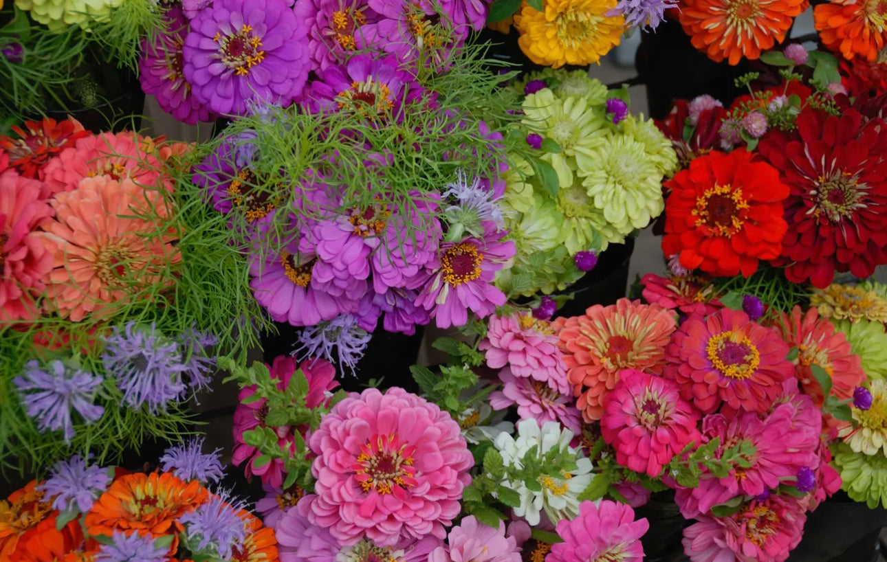 Zinnia Seeds “California Giant”