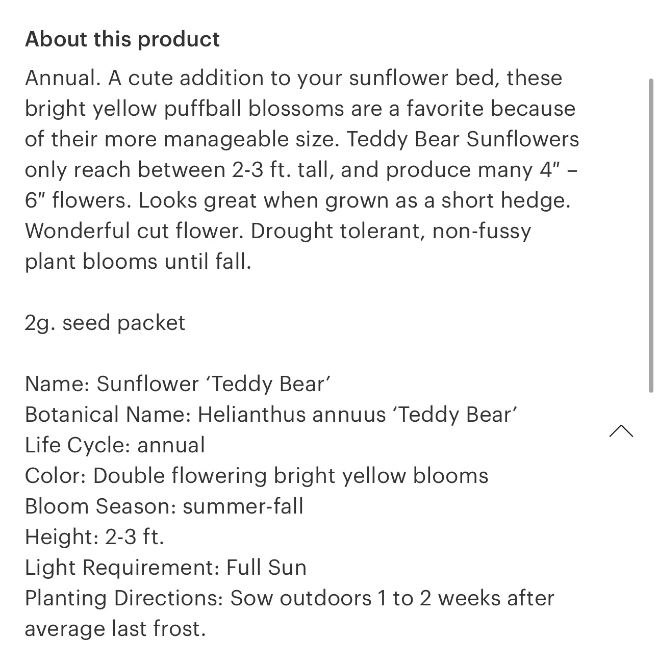 Sunflower Seeds “Teddy Bear”