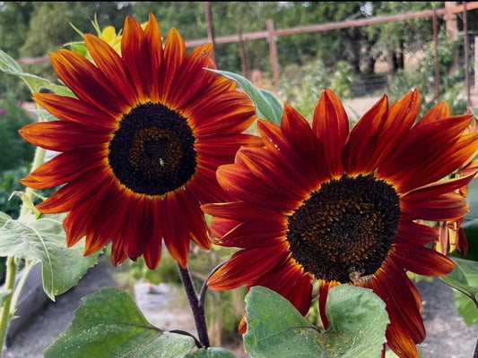 Sunflower Seeds “Velvet Queen”