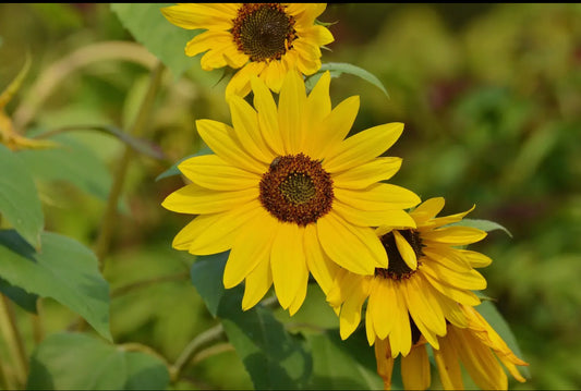 Sunflower Seeds “Maximilian”
