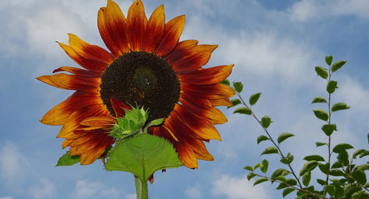 Sunflower Seeds “Earth Walker”