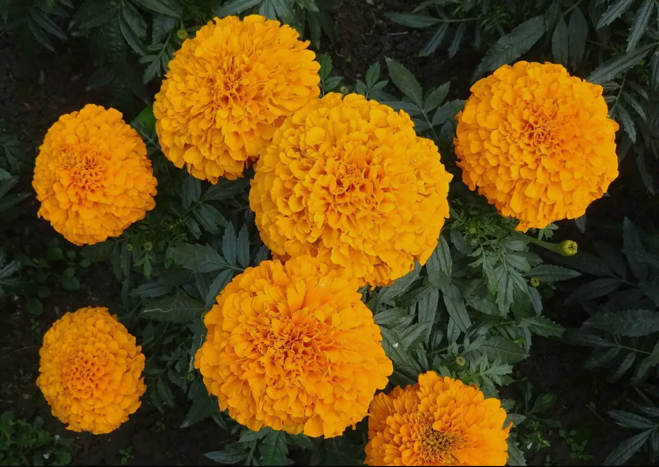 Crackerjack Marigolds