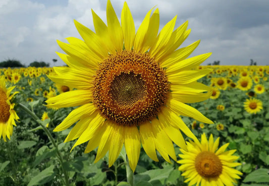 Sunflower Seeds “Lemon Queen”
