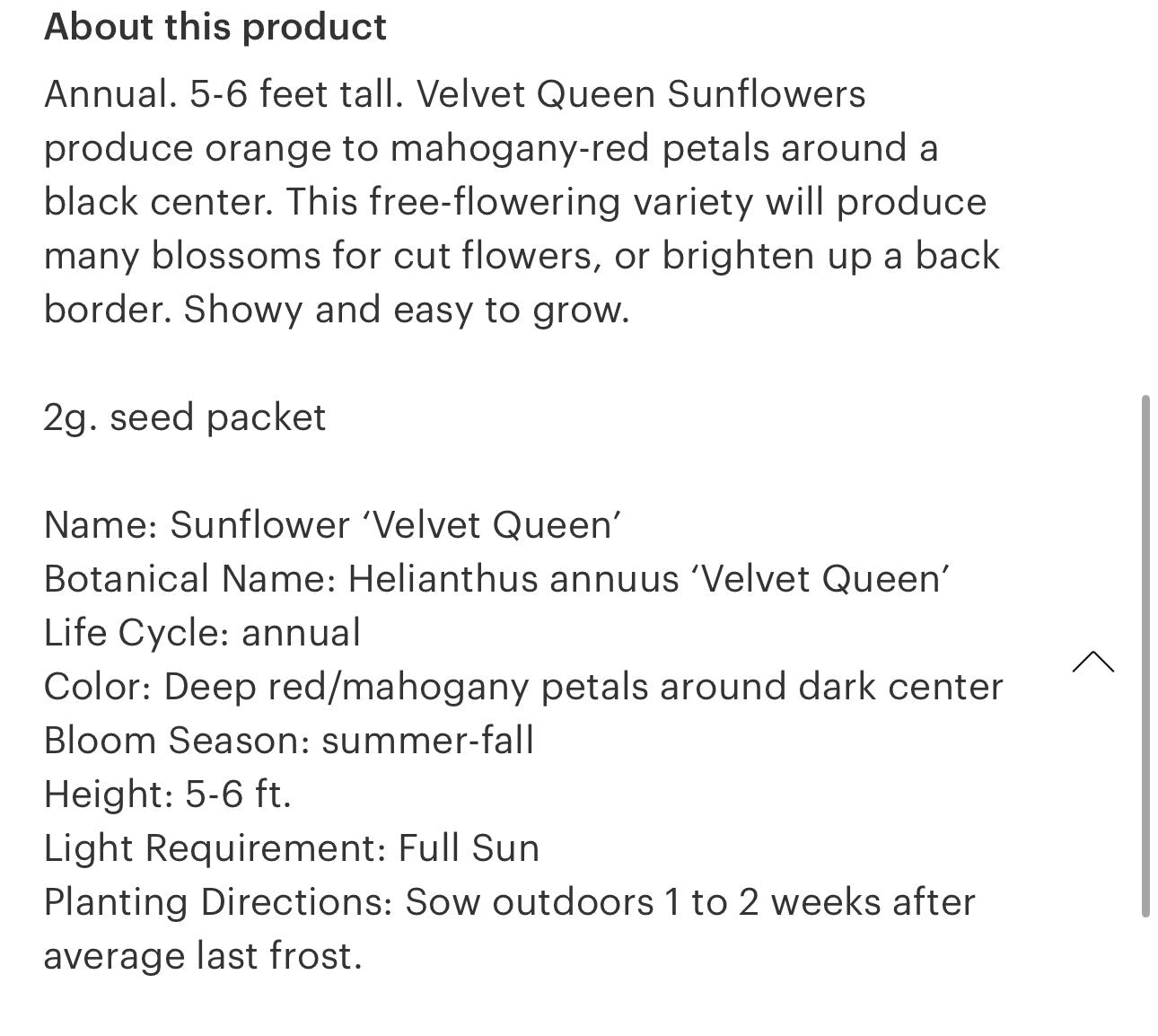Sunflower Seeds “Velvet Queen”