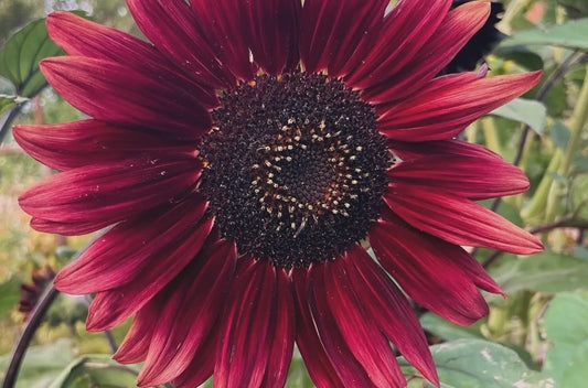 Sunflower Seeds “Chocolate Cherry”