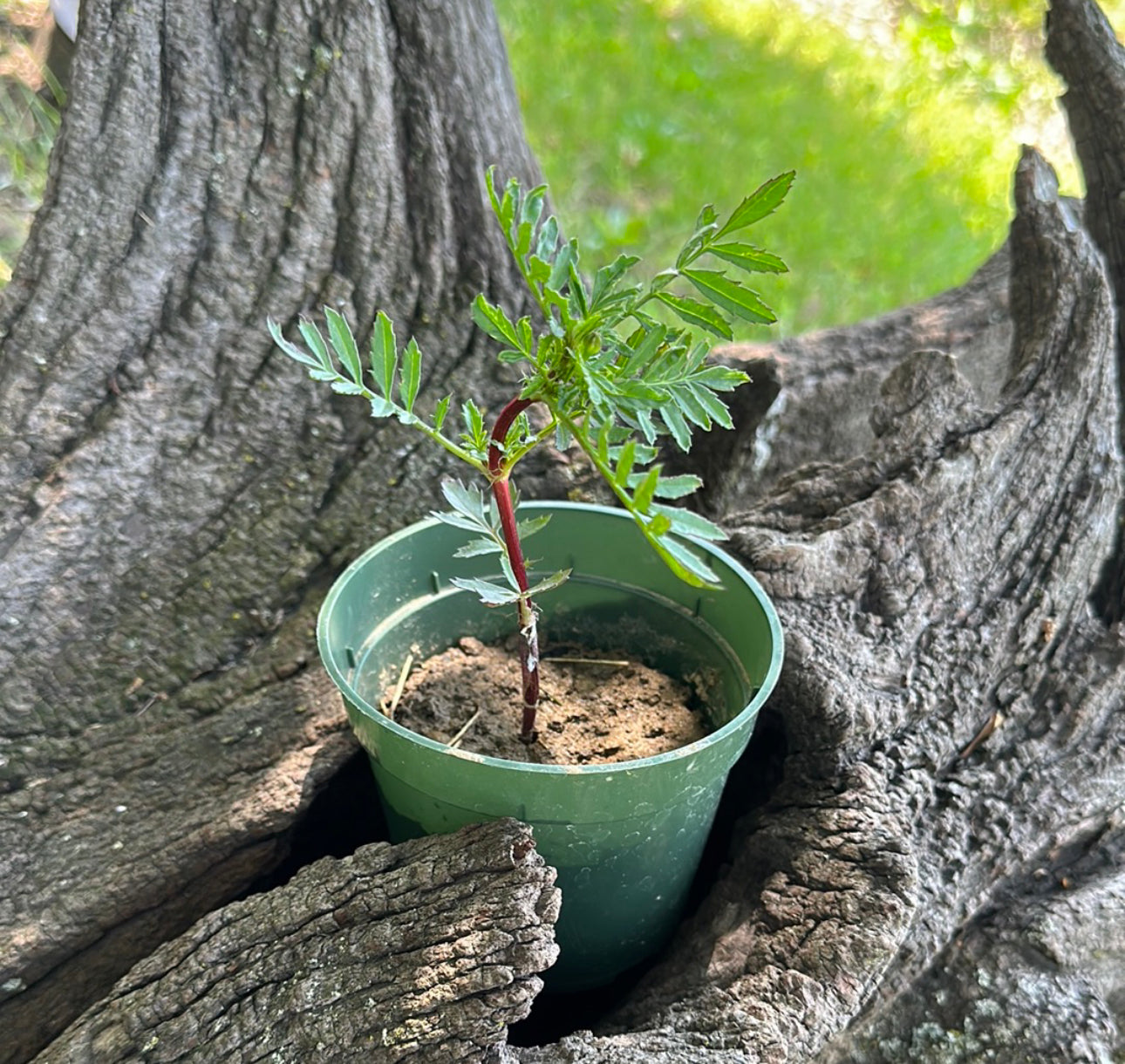 Strawberry Blonde Marigold Plant