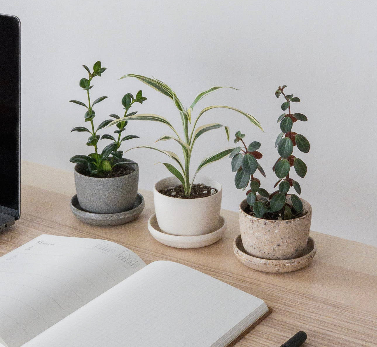 Coffee Bean Husk Mini Planter