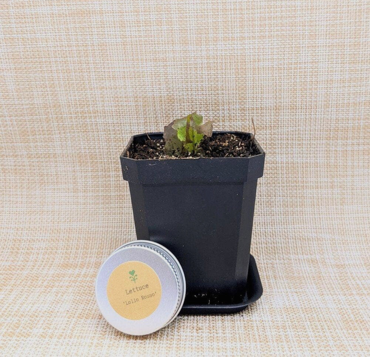 Organic Lettuce Seeds