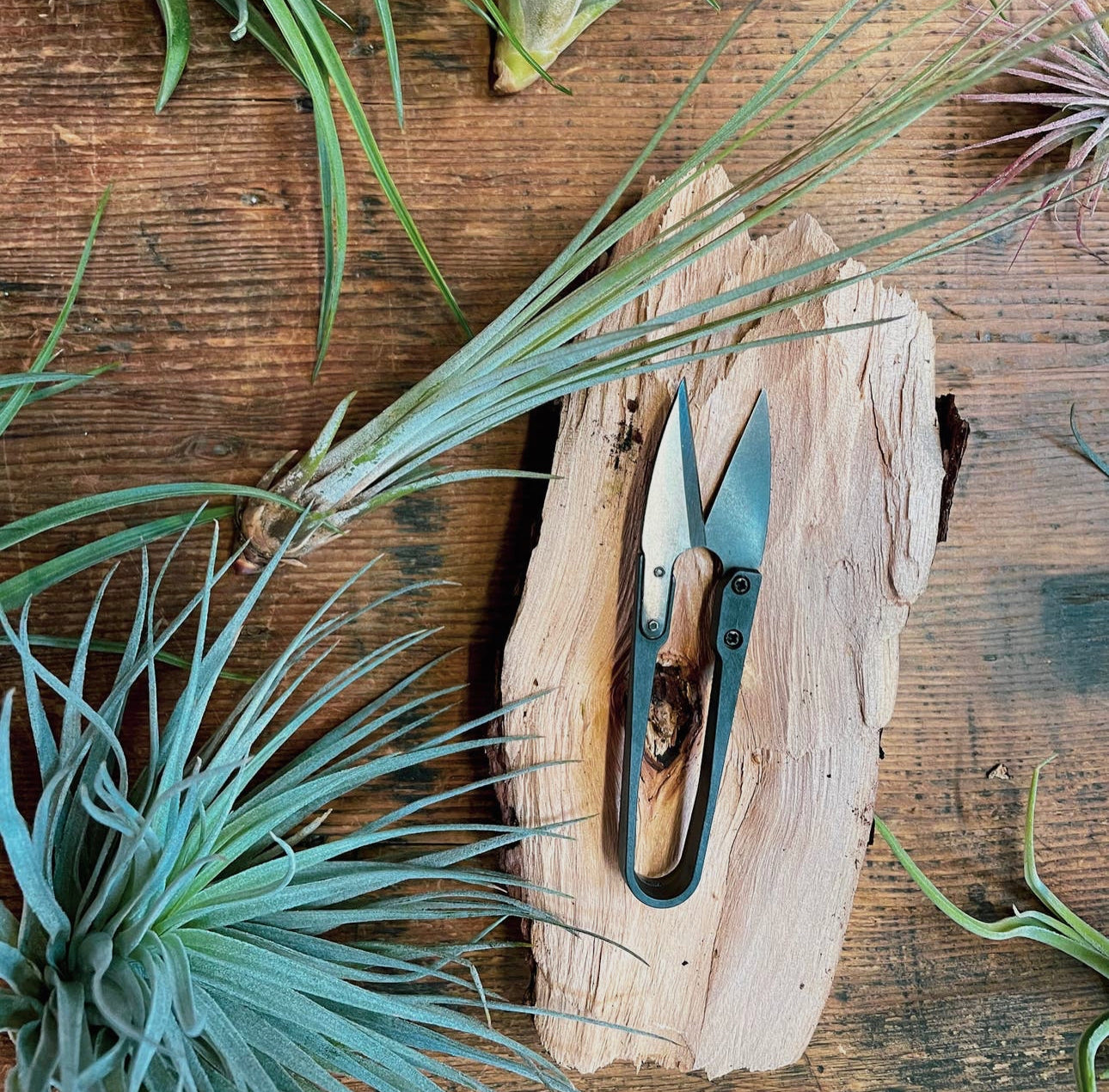 Herb Snips/pruning