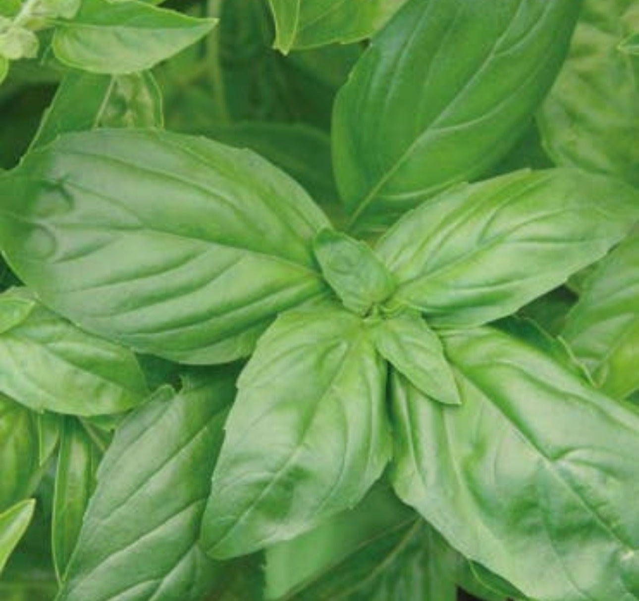 Basil Plant