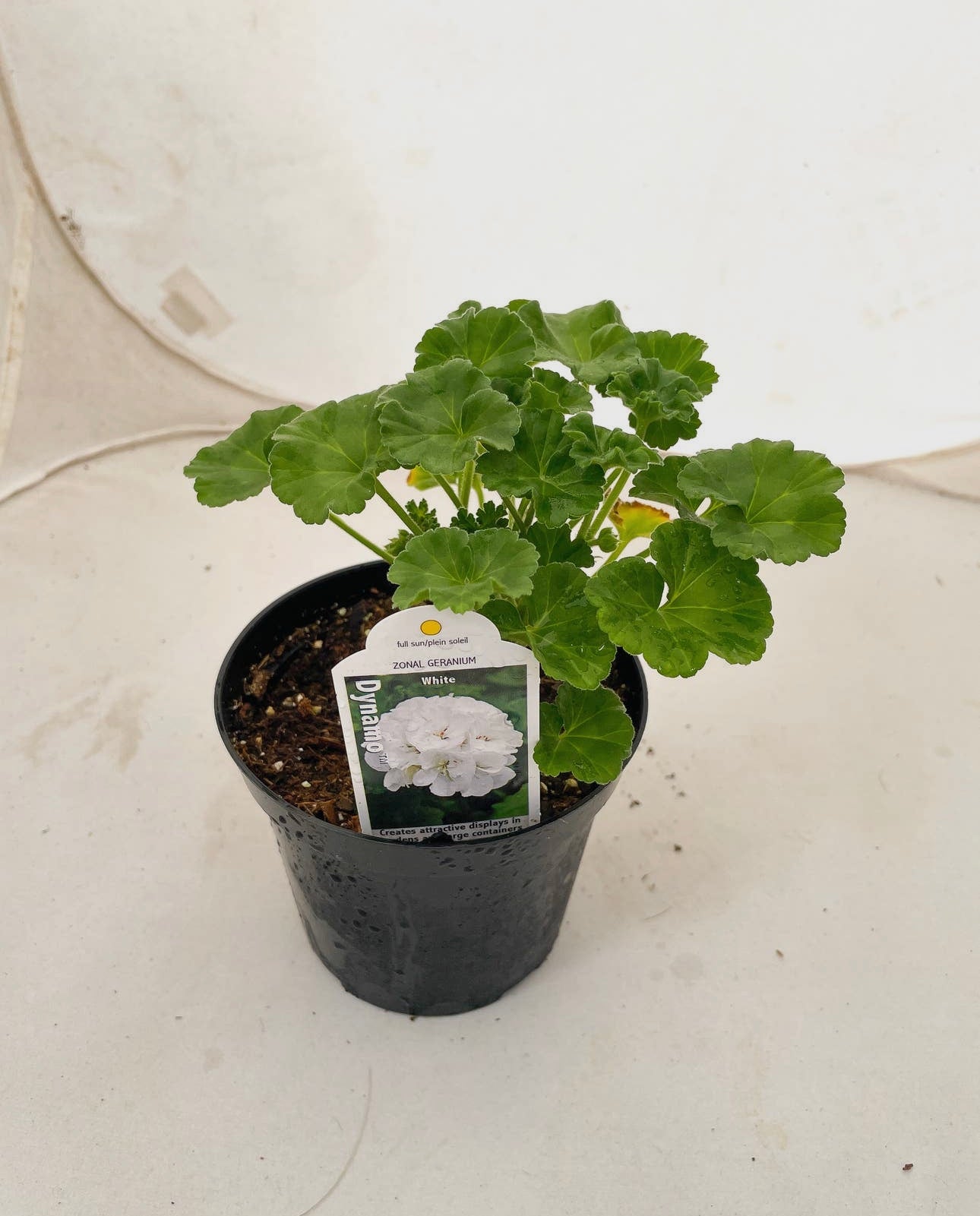 Geranium White