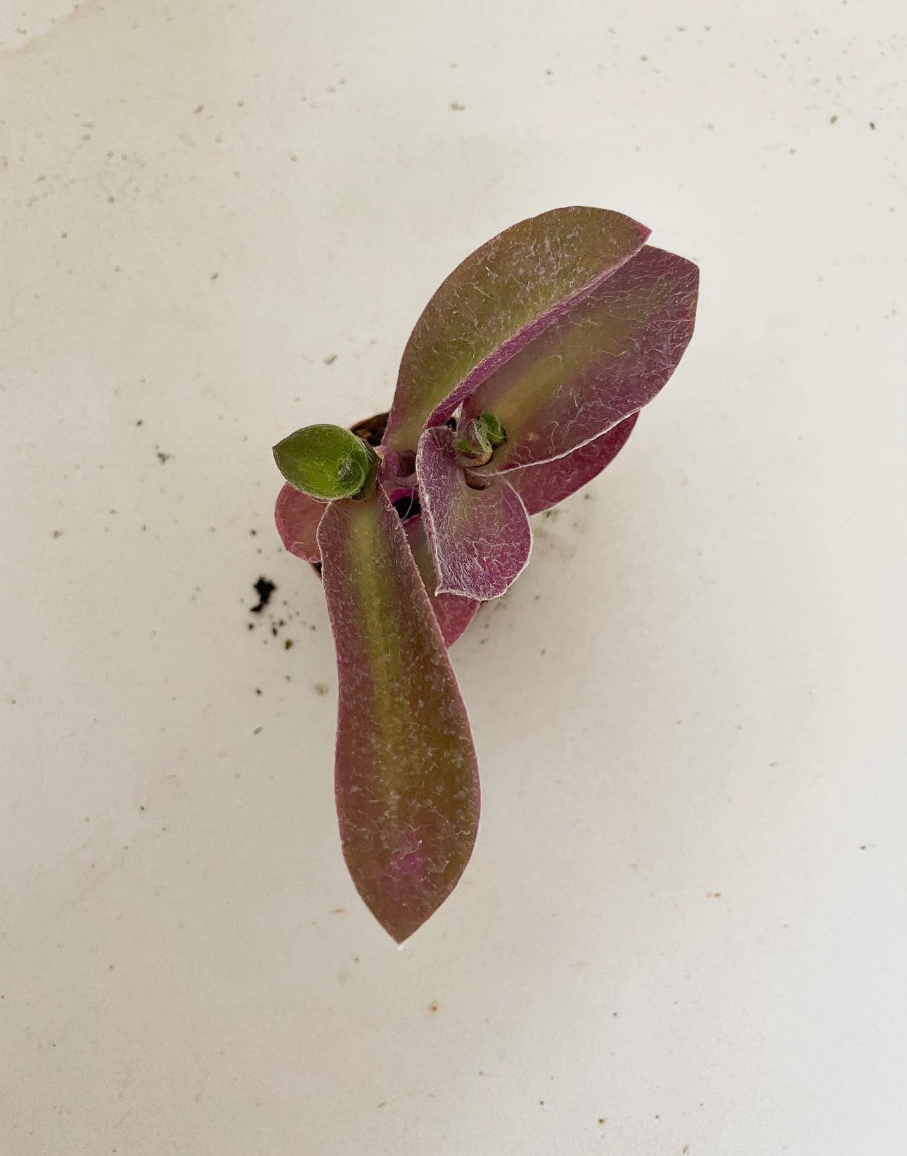 Fuzzy Wandering Jew Plant