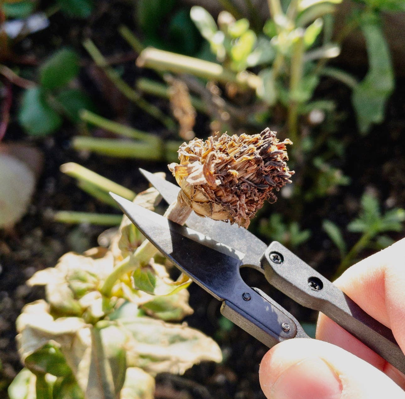 Herb Snips/pruning