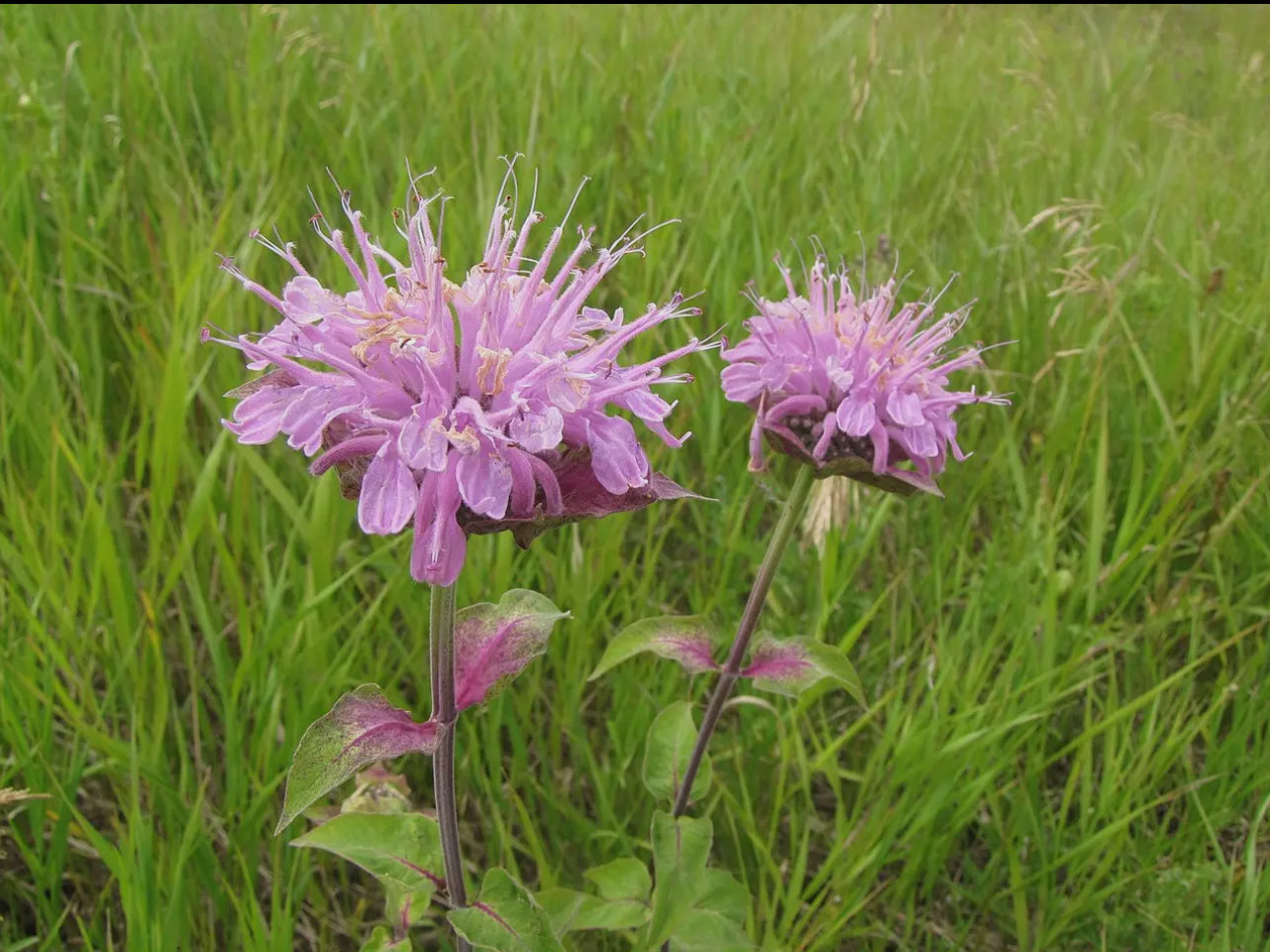 Wild Bergamot Seeds