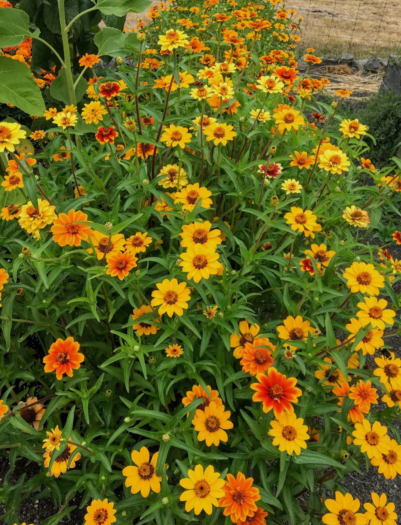 Zinnia Seeds “Mexican”