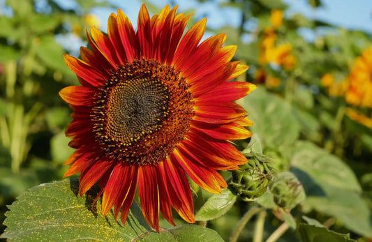 Sunflower Seeds “Evening Sun”
