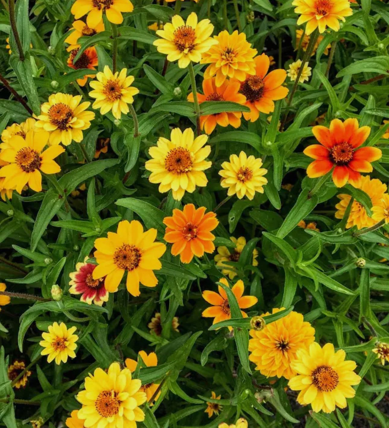 Zinnia Seeds “Mexican”