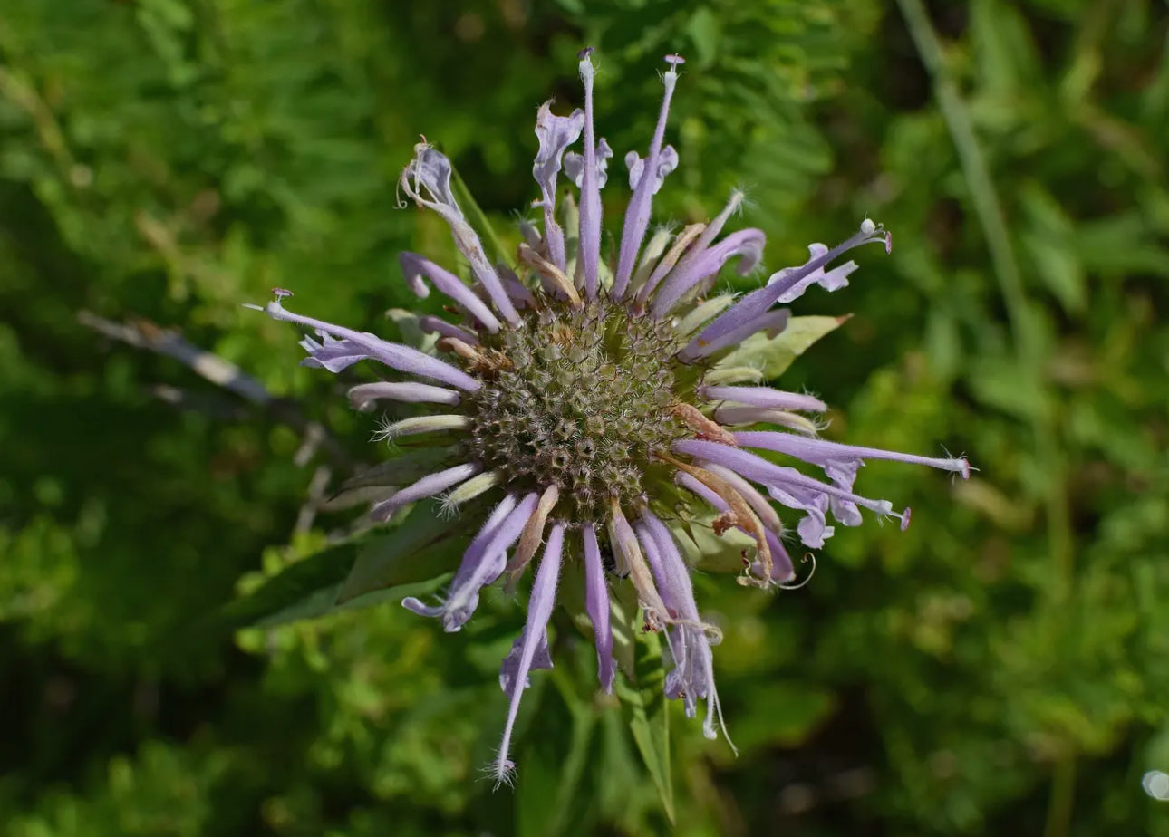 Wild Bergamot Seeds