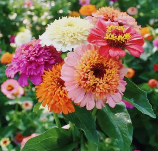Zinnia Seeds “Cupcake Mix”