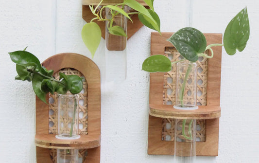 Rattan Propagation Planters