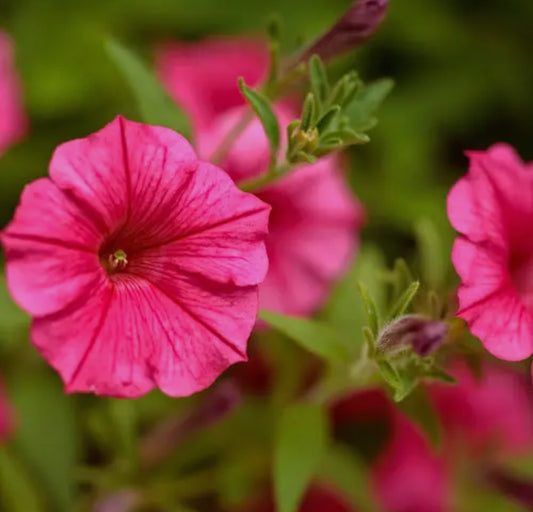 Supertunia Vista Paradise