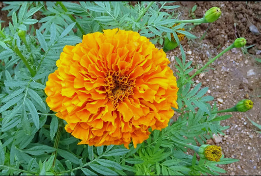 Crackerjack Marigolds