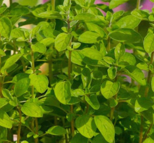 Oregano Italian Plant