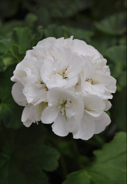 Geranium White