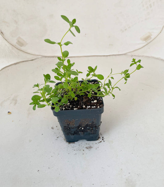 Basil Plant