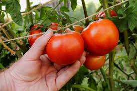 Tomato Early Girl Plant