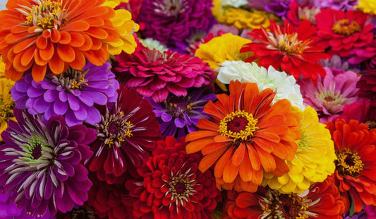 Zinnia Seeds “Queen Zees”