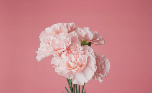 Pink Carnation Seeds