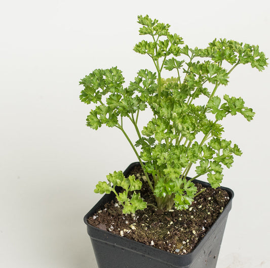 Parsley Plant