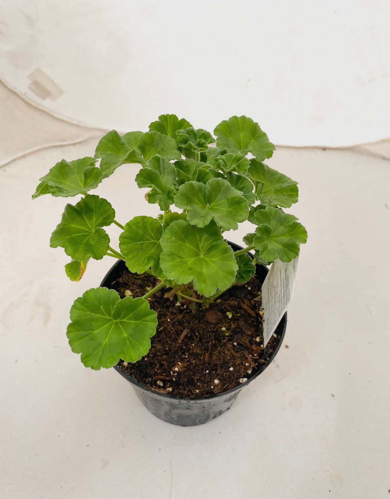 Geranium Pink Plant