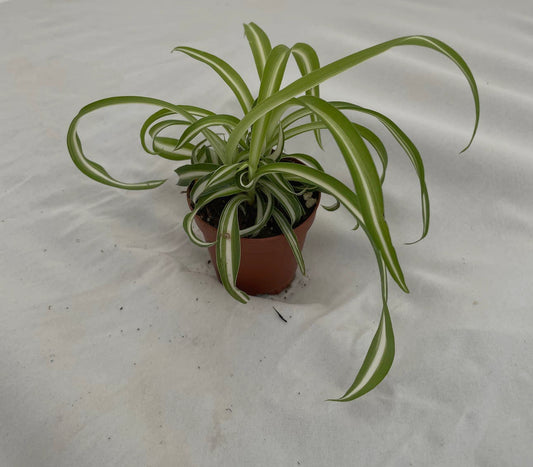 Curly Spider Plant