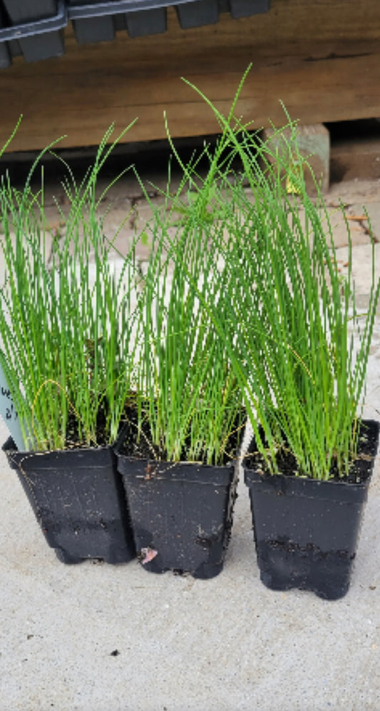 Chives Plant