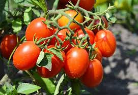 Tomato Roma Plant