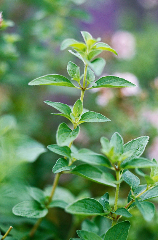 Oregano Hot & Spicy Plant