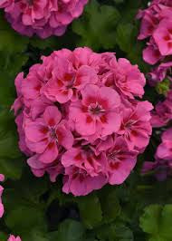 Geranium Pink Plant