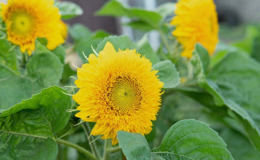 Sunflower Seeds “Teddy Bear”